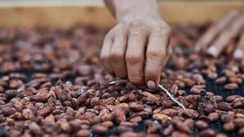 Rare Cacao Beans Discovered in Peru - The New York Times
