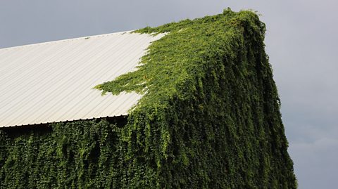 Climbing plants partially covering a white roof.