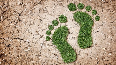 A picture of green grass footprints on barren land.