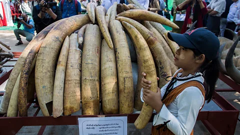 Getty Images Knowing where ivory has come from can help to identify poaching hotspots and patterns so steps can be taken to protect animals better (Credit: Getty Images)