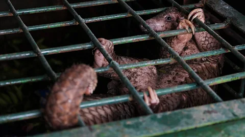 Getty Images Pangolins are the world's most trafficked animal and they are now threatened with extinction (Credit: Getty Images)