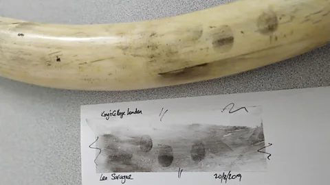 Lea Surugue Fingerprints soak into the tiny pores on ivory over time, making them difficult to trace, but a new powder can reveal who touched tusks up to 28 days later (Credit: Lea Surugue)