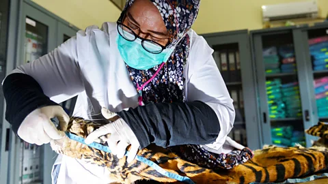 Getty Images Getting sufficient evidence can be difficult with wildlife crime but new forensic techniques are offering new hope of bringing those responsible to justice (Credit: Getty Images)