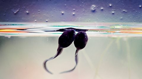 Two tadpoles swimming.