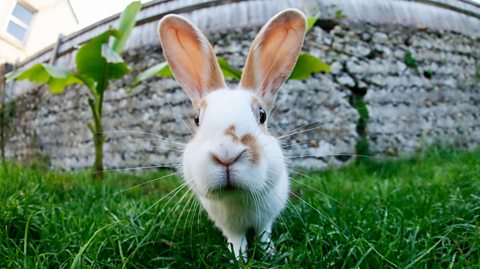 A white rabbit on grass, looking at the camera.