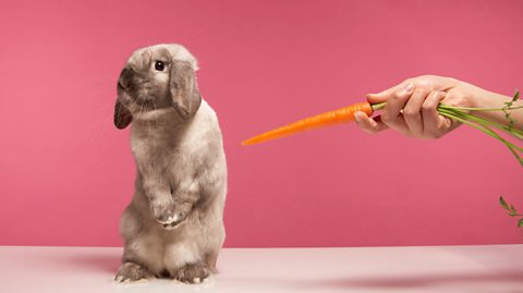 Rabbit turning away from a carrot.