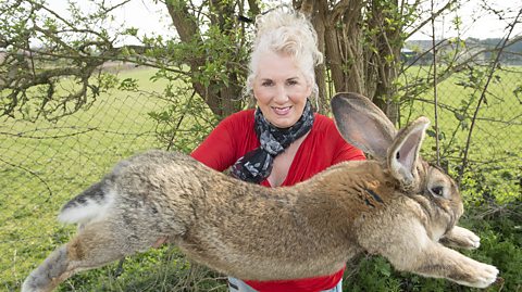 A woman holding Darius, the world's longest rabbit.