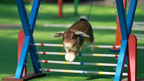 Rabit jumping over a hurdle.