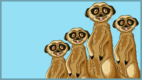 Pretty parrots and mischievous meerkats