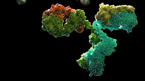 Stylized illustration of a Y-shaped antibody