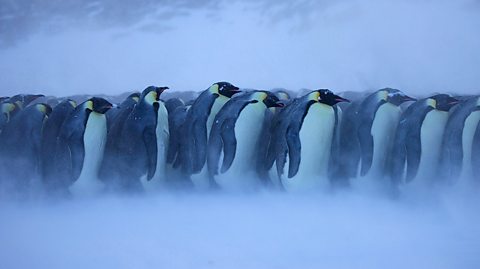 Climate Change: Emperor Penguin 'needs Greater Protection' - BBC News