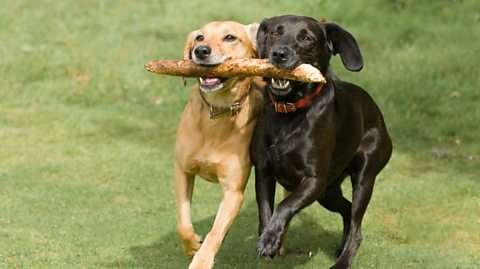 A yellow lab and a black lab walking side by side with the same stick in their mouth.