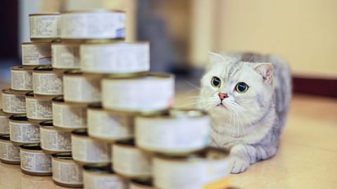 A cat stares wide-eyes at a pyramid of cat food tins.