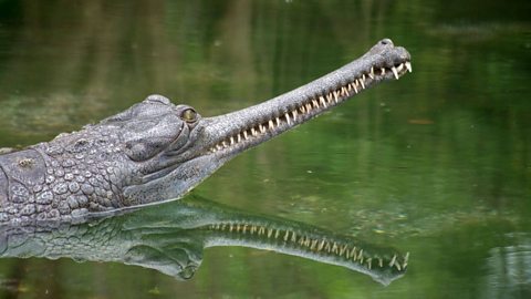 A gharial.