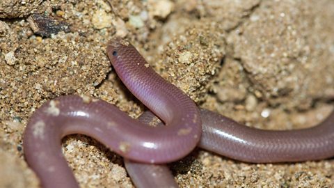 A blind snake in some sand.