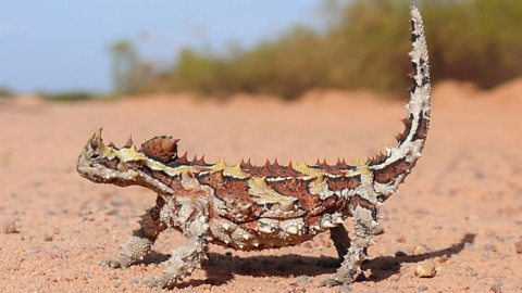 A thorny devil crossing a dirt road.