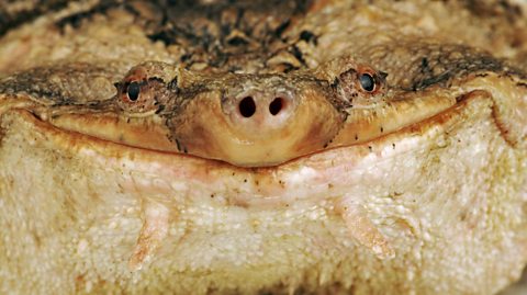 A close up of the mata mata turtle's smile.