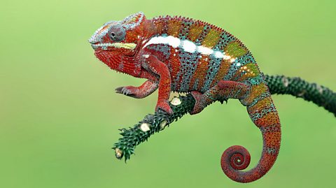 A brightly-coloured panther chameleon clinging to a tree branch.