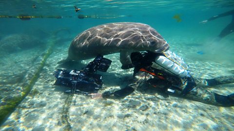 Underwater shot of a manatee next to a scuba diver.