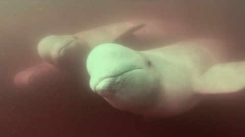 Underwater shot of three belugas looking at the camera.