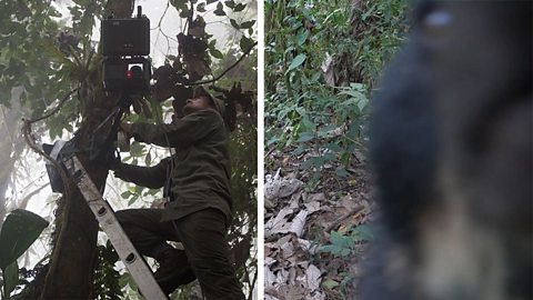 Two pictures, left is a man on a ladder fixing a camera to a tree. The second is a close up picture of a bear approaching the camera.