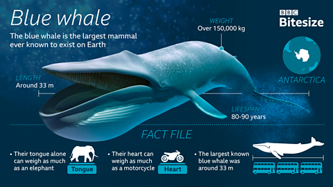 Blue whale infographic.