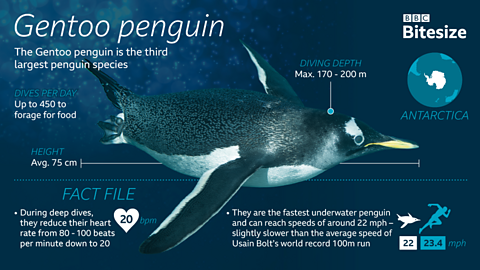 Gentoo penguin infographic.