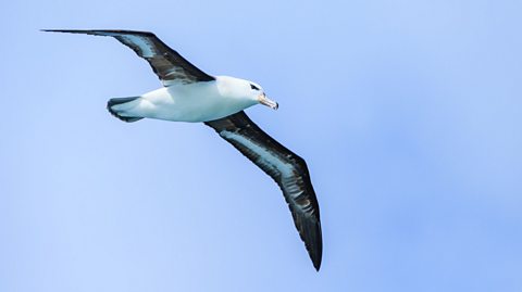 An albatross flying in the sky.