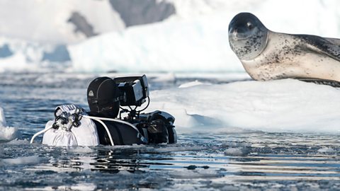 Filming a nature documentary: What could possibly go wrong?