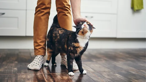Getty Images Some people believe cats are only affectionate as a way of getting food (Credit: Getty Images)
