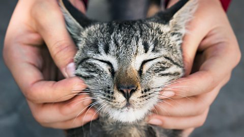 Getty Images Cat being stroked (Credit: Getty Images)