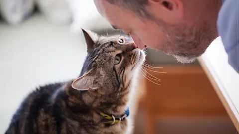Getty Images If cats have positive contact with humans early on, they're more likely to want to form bonds with us (Credit: Getty Images)
