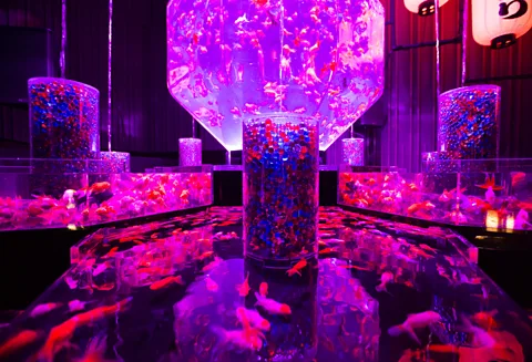 Tomohiro Ohsumi/Getty Images Goldfish swim in tanks at the Art Aquarium 2016 exhibition (Credit: Tomohiro Ohsumi/Getty Images)