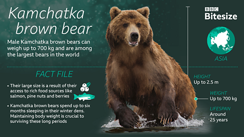 A kamchatka brown bear in water. Text around it.