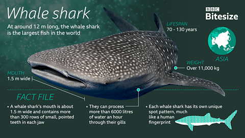 A whale shark infographic.