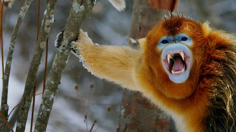 A golden snub-nosed monkey with its mouth open.