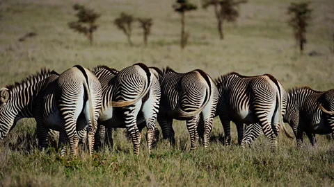 Experimental evidence that stripes do not cool zebras