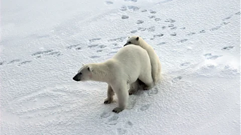 Why do polar bears look so white? - The Washington Post