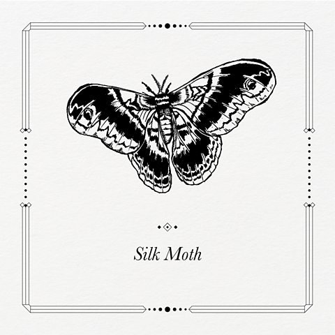 BBC One - His Dark Materials - Silk Moth