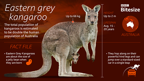 An Eastern-Grey Kangaroo graphic.