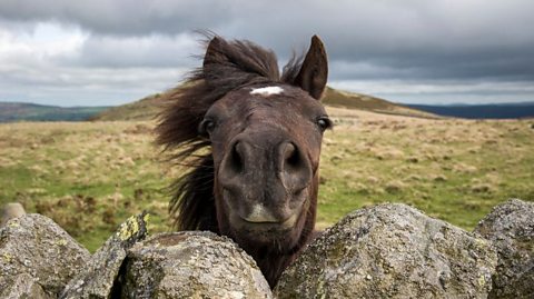 Quiz: Yay or neigh - do you know these famous horses?