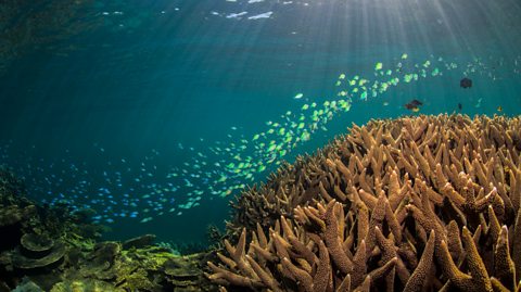 Underwater shot of coral and fish swimming by.