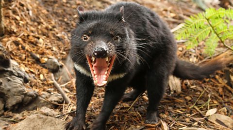 A Tasmanian devil.