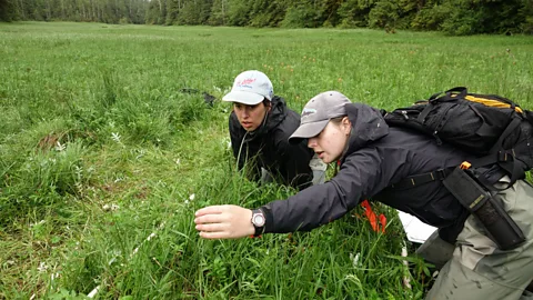 Lesley Evans Ogden The team pore over one of the metre-square patches, recording data flower by flower (Credit: Lesley Evans Ogden)