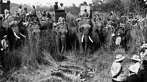 Getty Images King George V poses with the day’s kills during his tour of India in 1912; from 1875 to 1925, more than 80,000 tigers were killed (Credit: Getty Images)