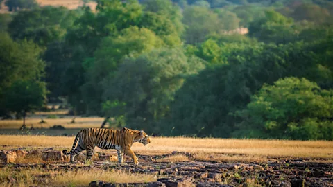 Getty Images A tiger calls her cubs to mealtime after successfully hunting a deer; a single tiger kills around 50 animals a year for food (Credit: Getty Images)