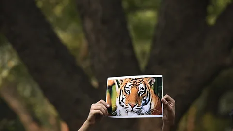 Getty Images An image of T-1, also called Avni, is held up by protestors seeking to save her from being killed (Credit: Getty Images)