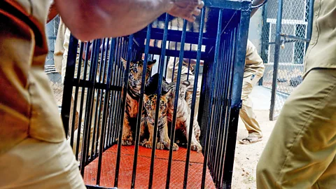 Getty Images Some biologists argue that putting a grown tiger like T-1 in captivity is no solution (Credit: Getty Images)