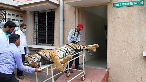 Getty Images T-1, who killed at least 13 people and was killed in November 2018, is brought into a post-mortem room at the Gorewada Rescue Centre (Credit: Getty Images)