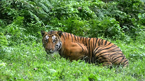 Getty Images Tigers occupy just 10 to 15% of India’s 300,000 square kilometres of currently available potential habitat (Credit: Getty Images)